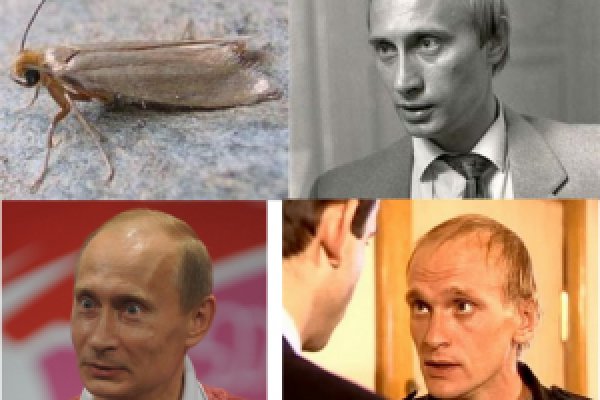 Тор kraken